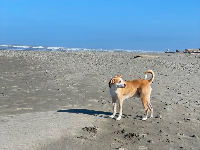 Kalaloch Beach