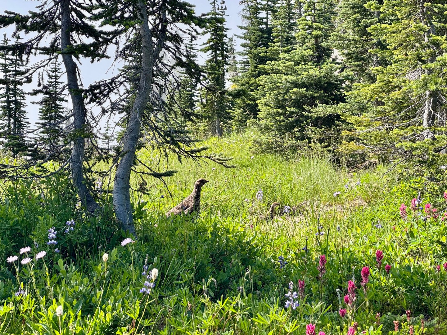 Naches Loop Trail