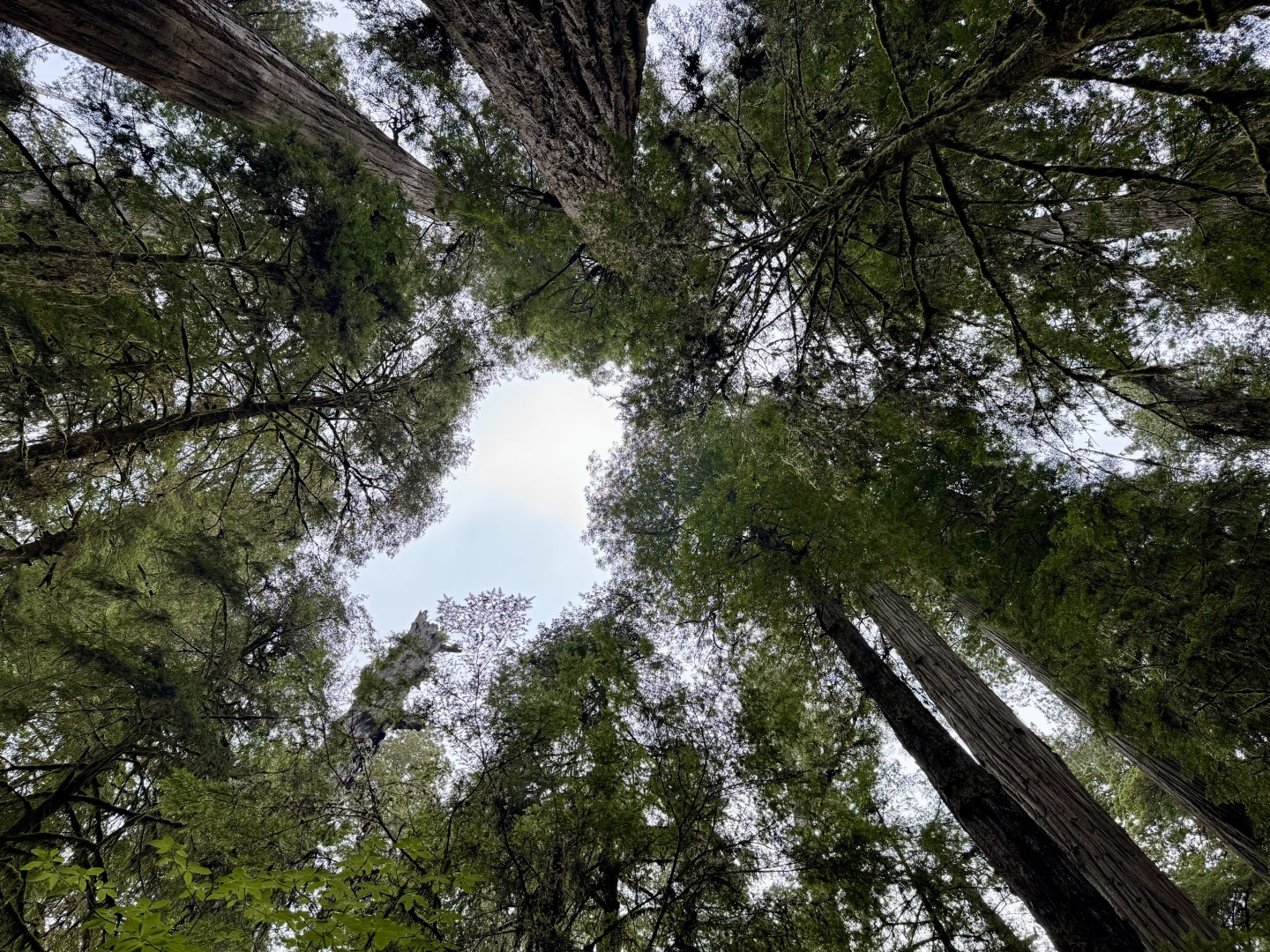 Boy Scout Tree Trail