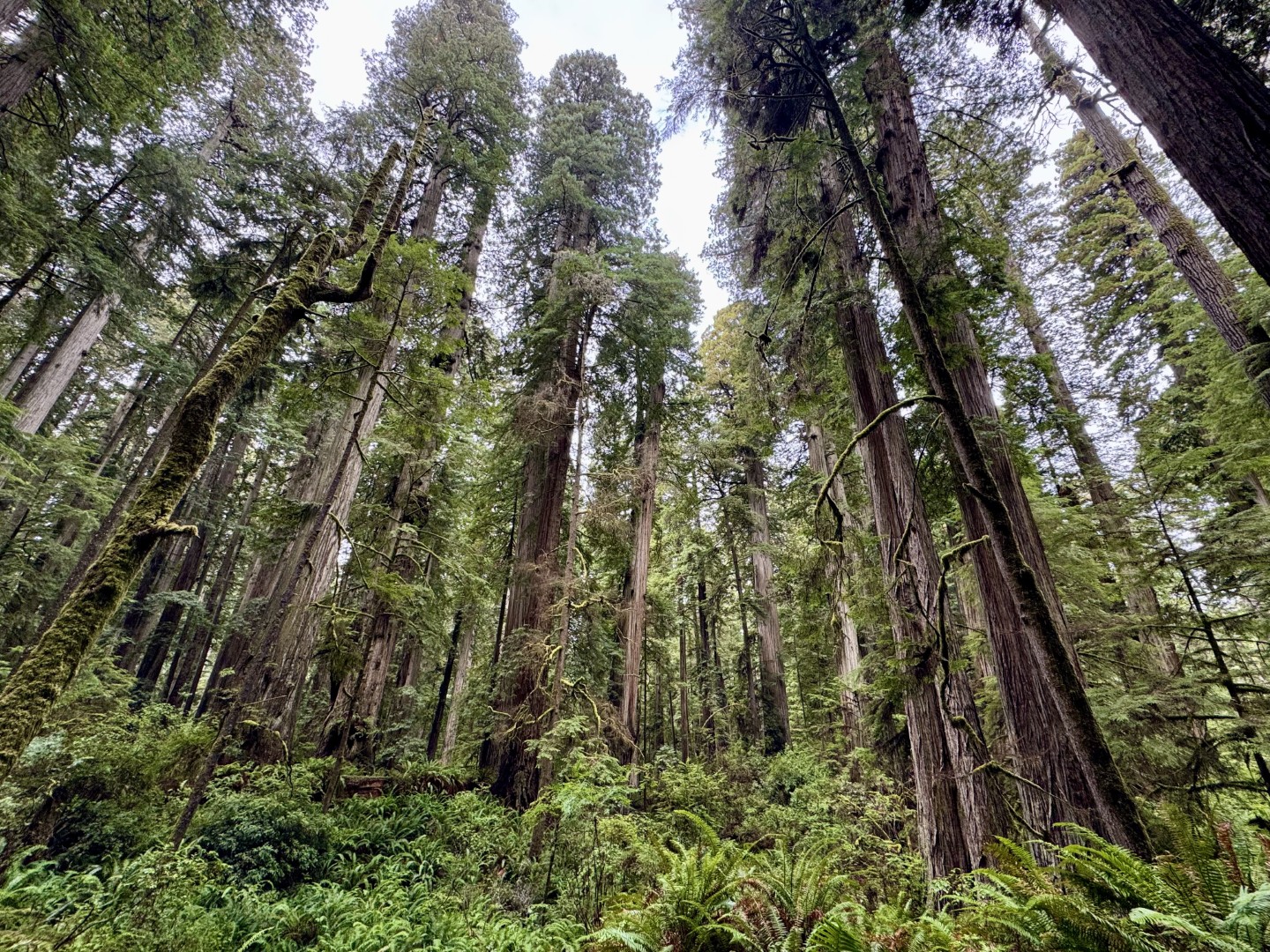 Boy Scout Tree Trail