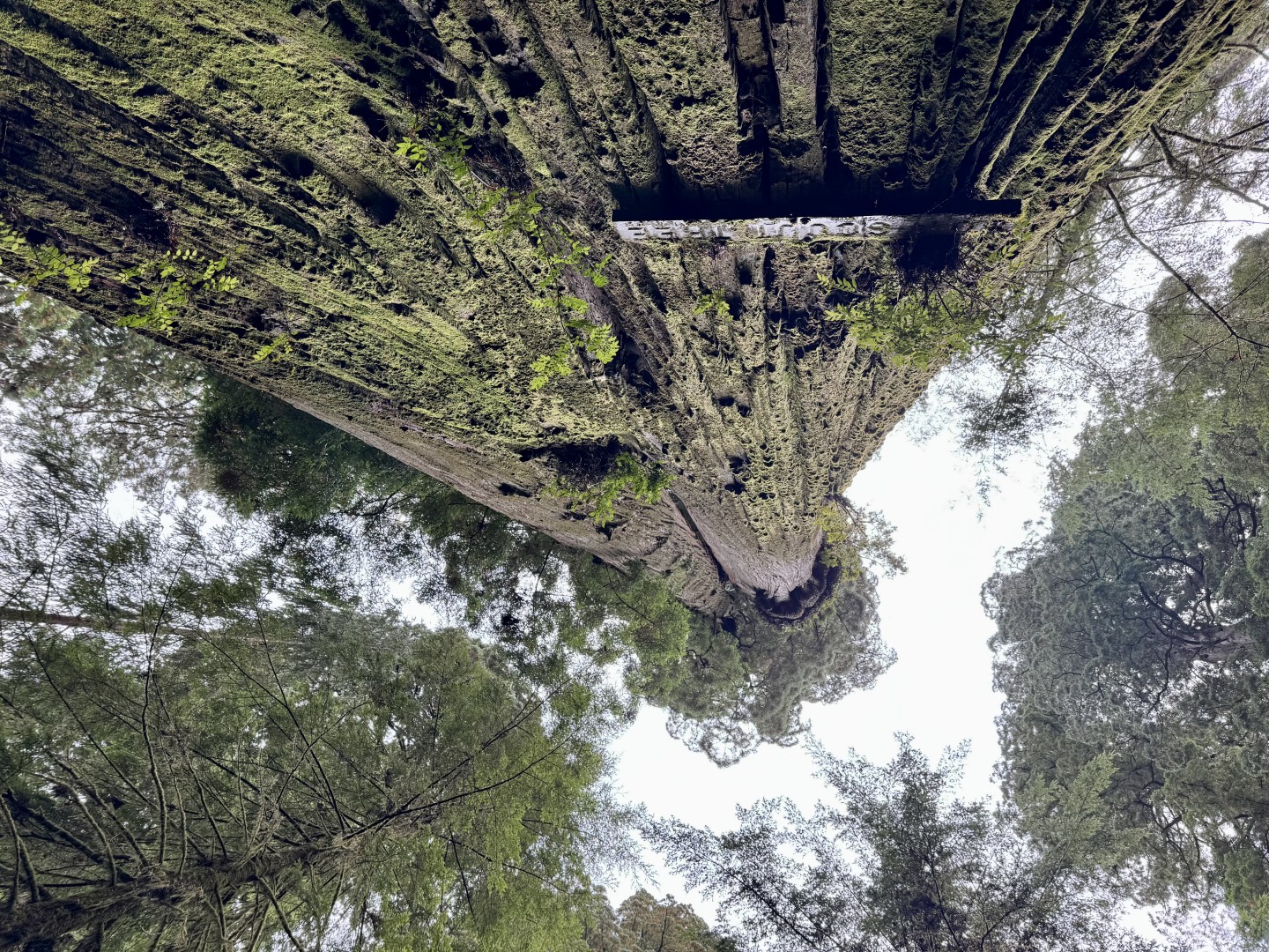 Boy Scout Tree Trail