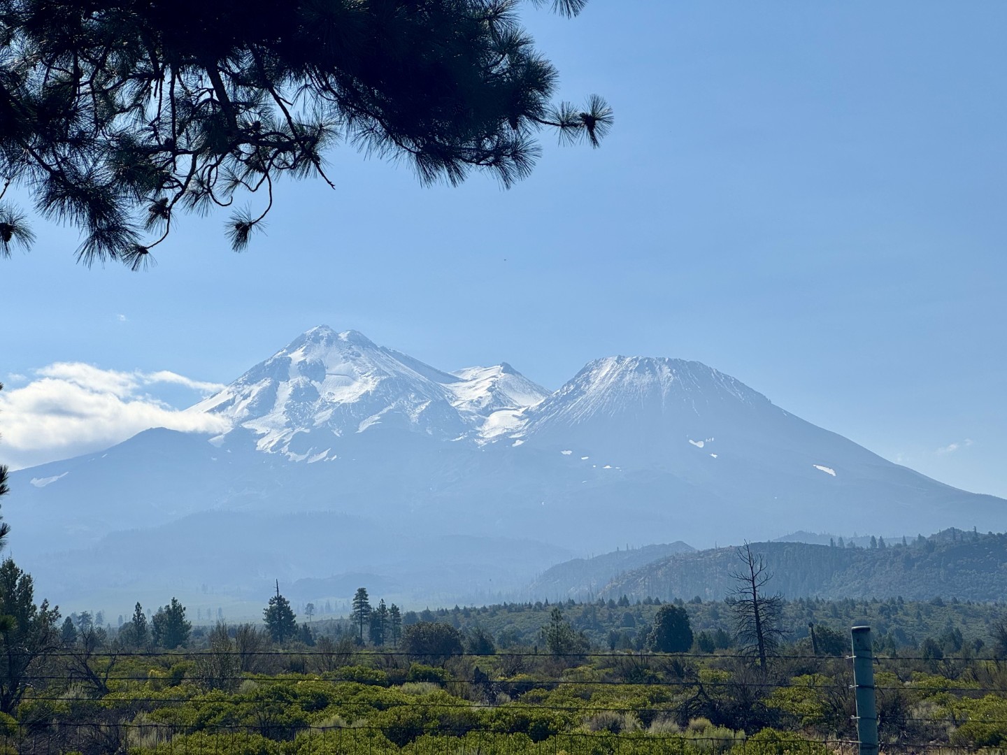 Shasta - Trinity