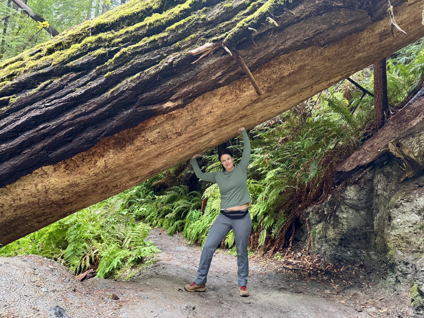 Tall Trees Grove