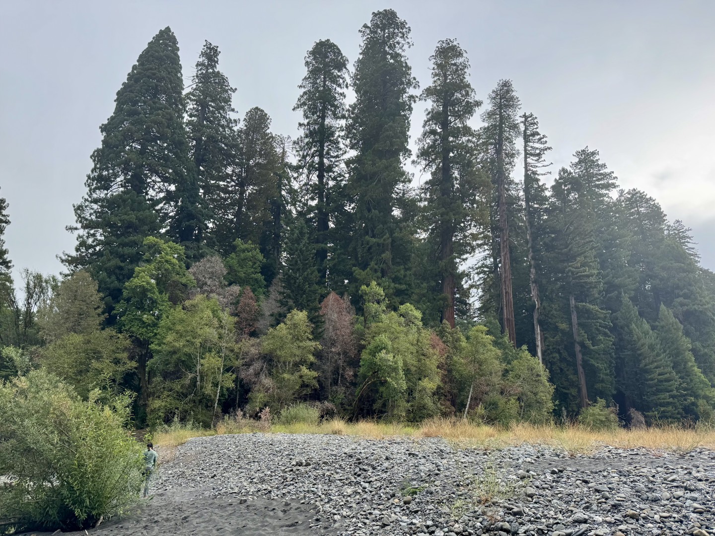 Tall Trees Grove