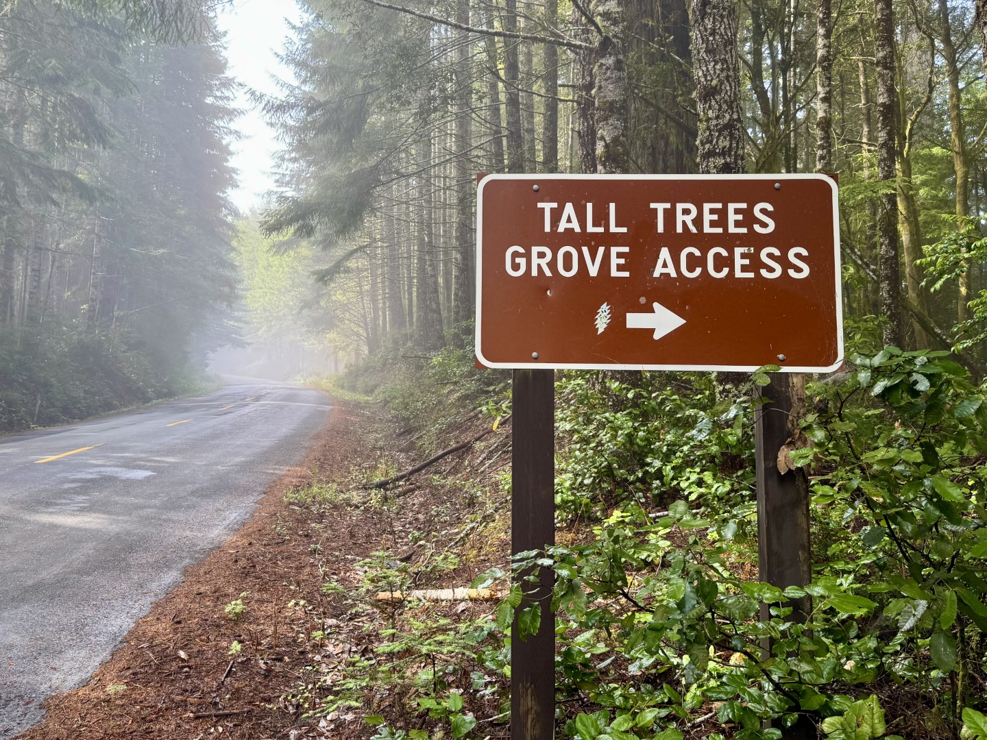Tall Trees Grove