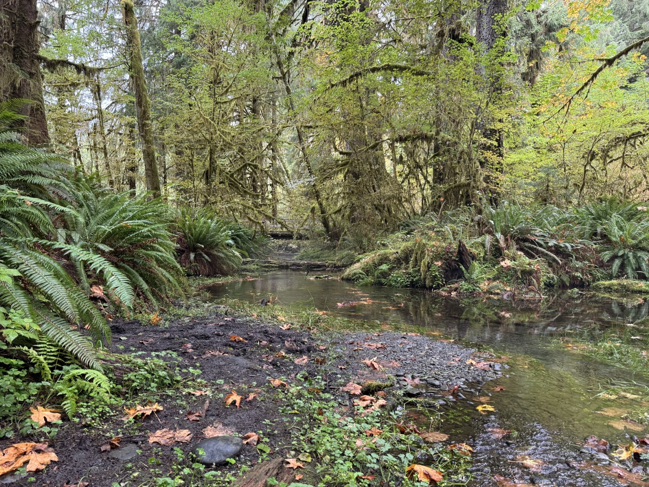 Hall of Mosses