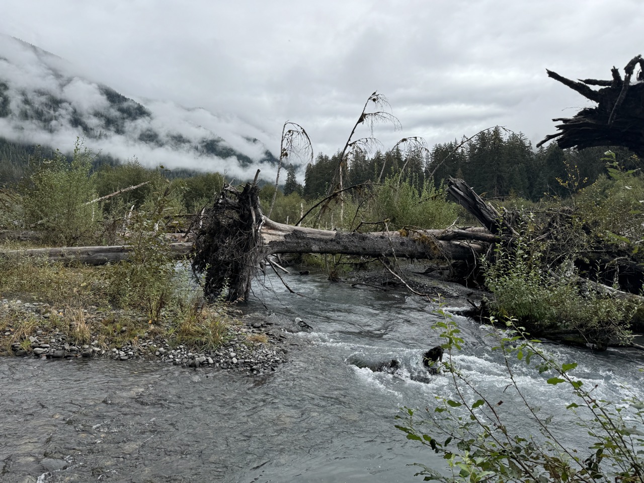 Hoh Rain Forest Campground